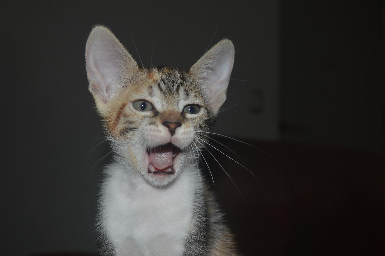 Gatita mirando al frente con la boca abierta como si estuviera gritando