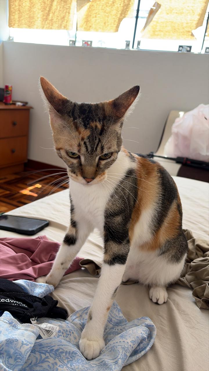 Gatita de pie sobre la cama mirando con expresion severa